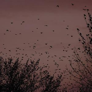 骚逼女人操屄视频
